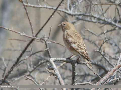 Image of Mongolian Finch