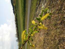 Image of White Willow