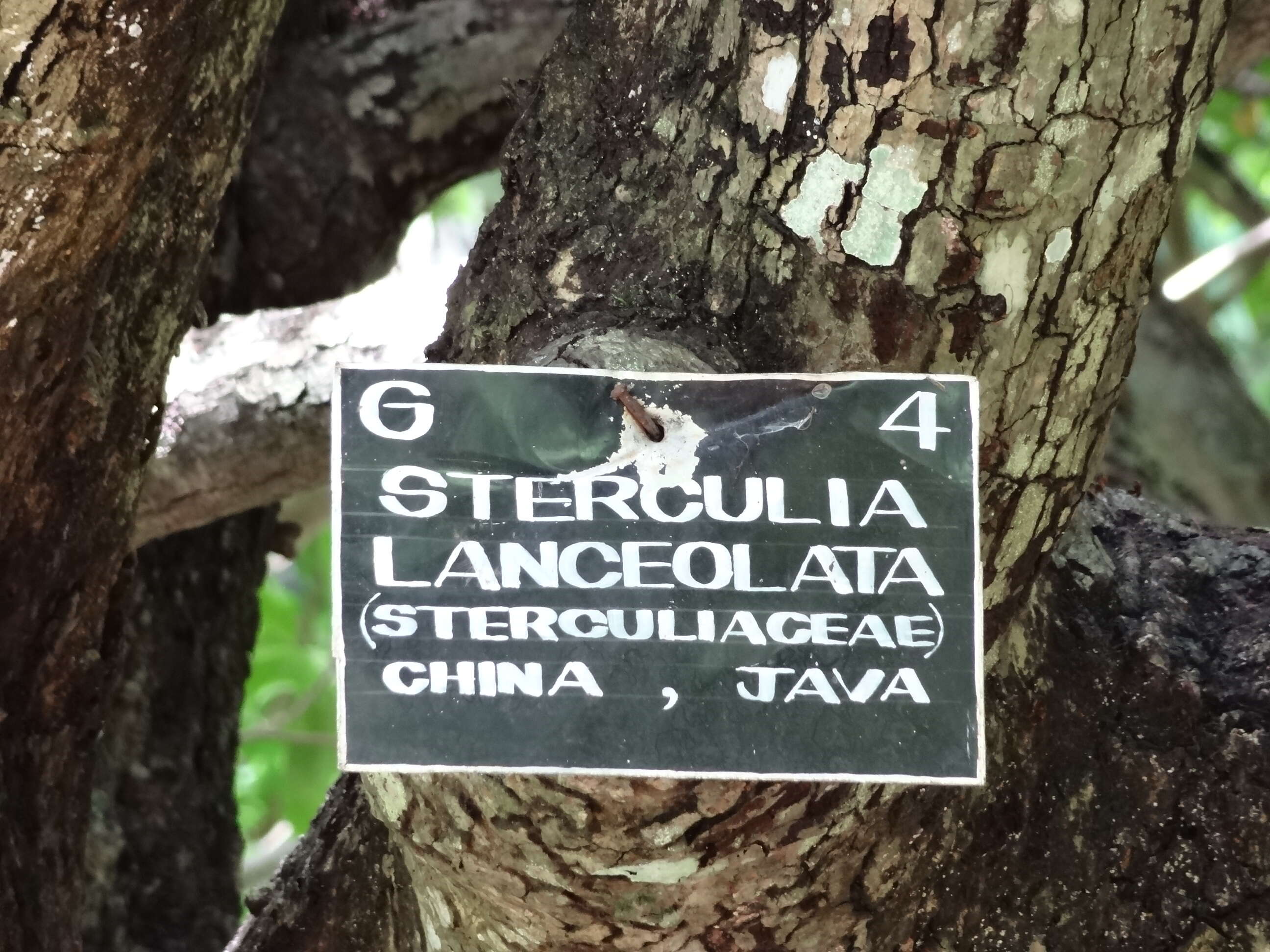 Image of Sterculia lanceolata Cav.