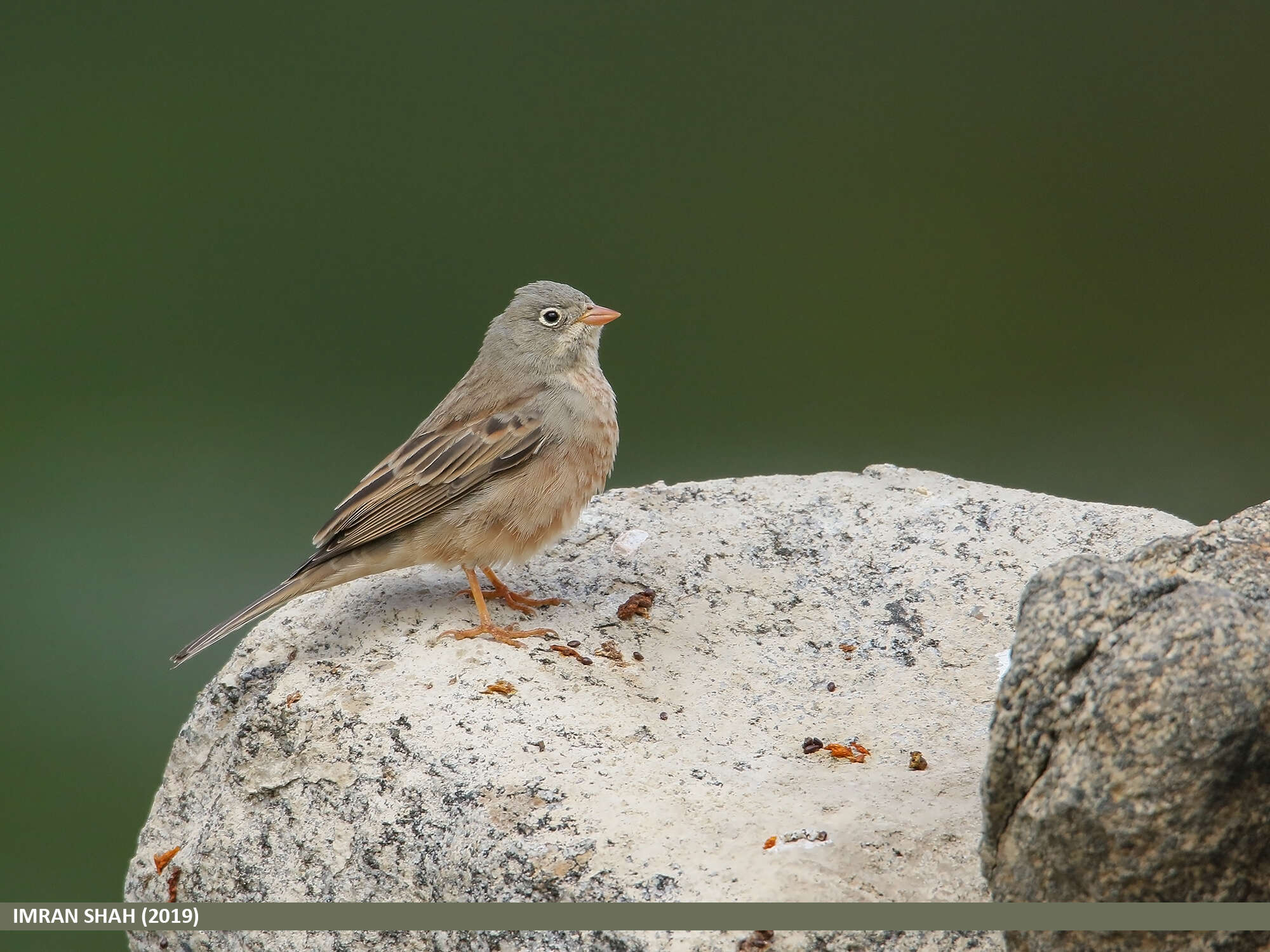 Image of Grey-necked Bunting