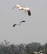 Image of Grey Pelican