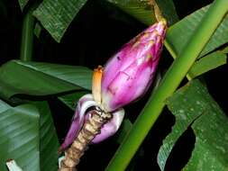 Image of Musa campestris Becc.