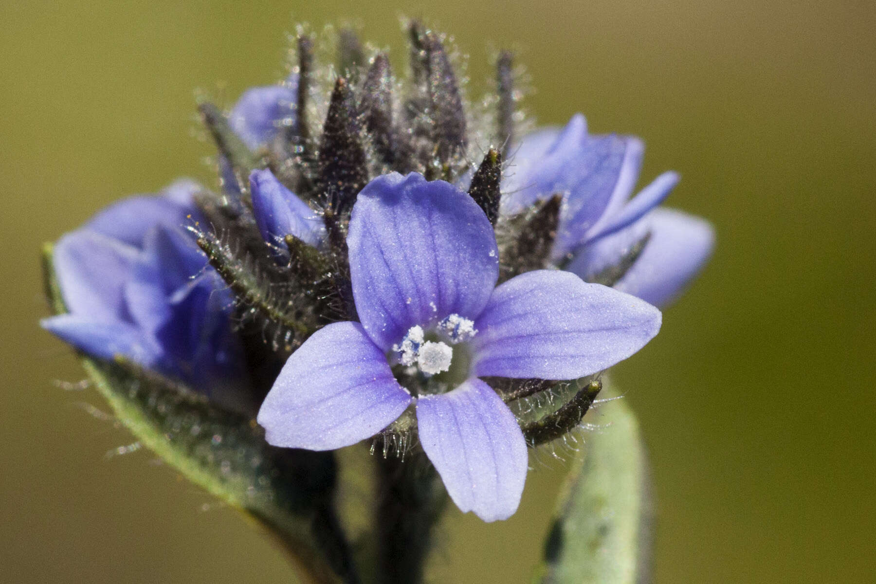 Image of American alpine speedwell