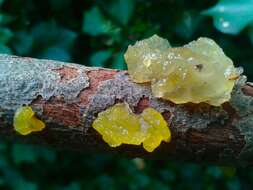 Image of Witches butter