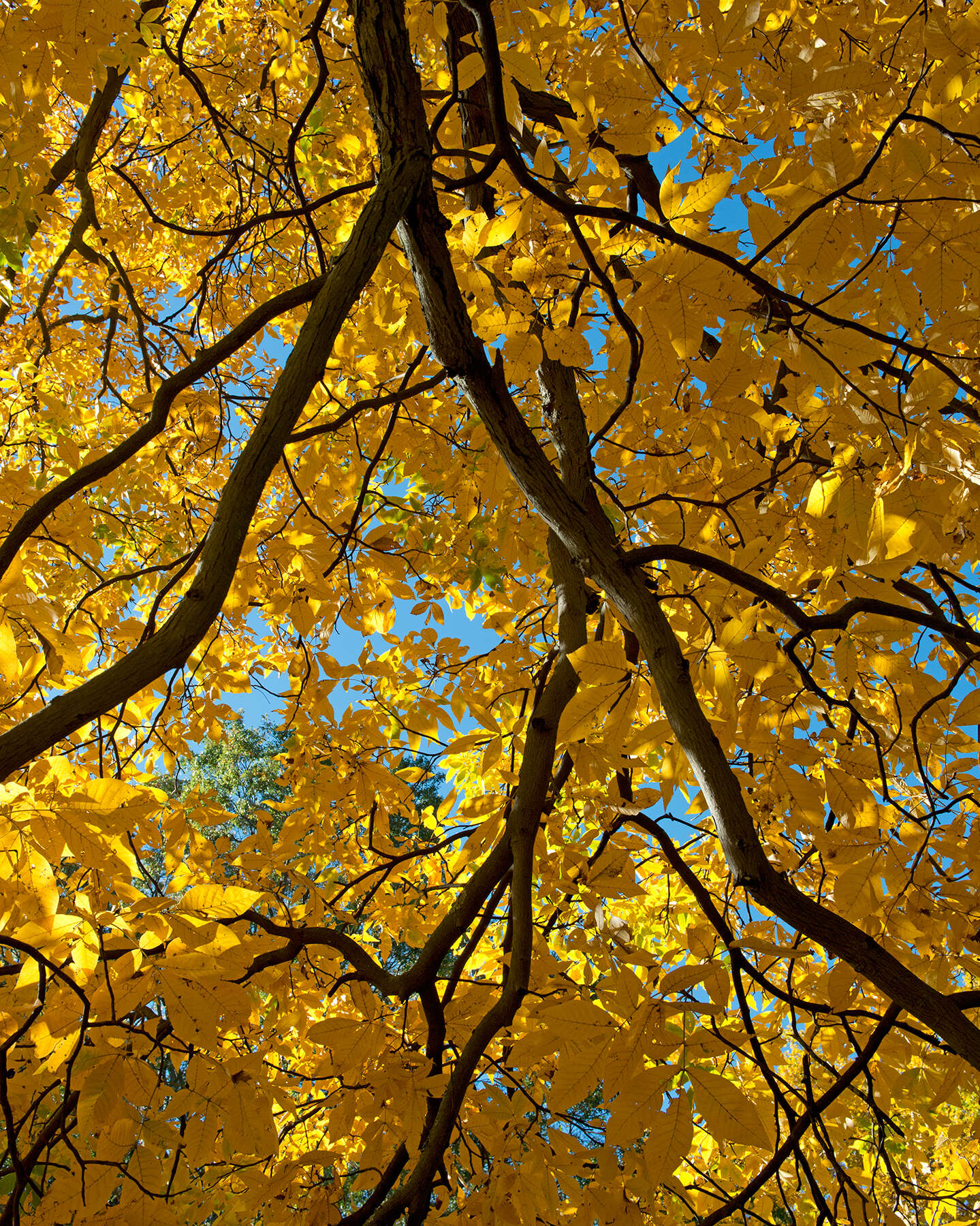 Image of shagbark hickory