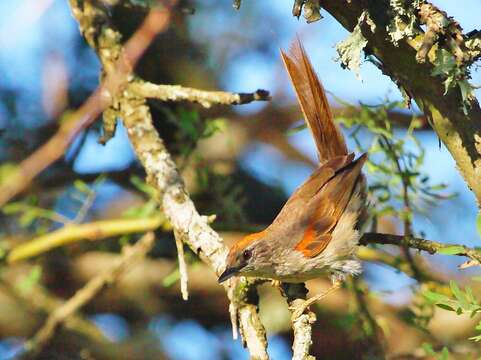 Image of Pale-breasted Spinetail