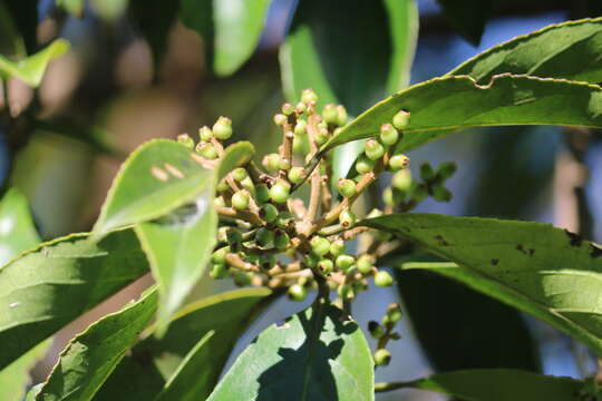 Image of Symplocos cochinchinensis (Lour.) Moore