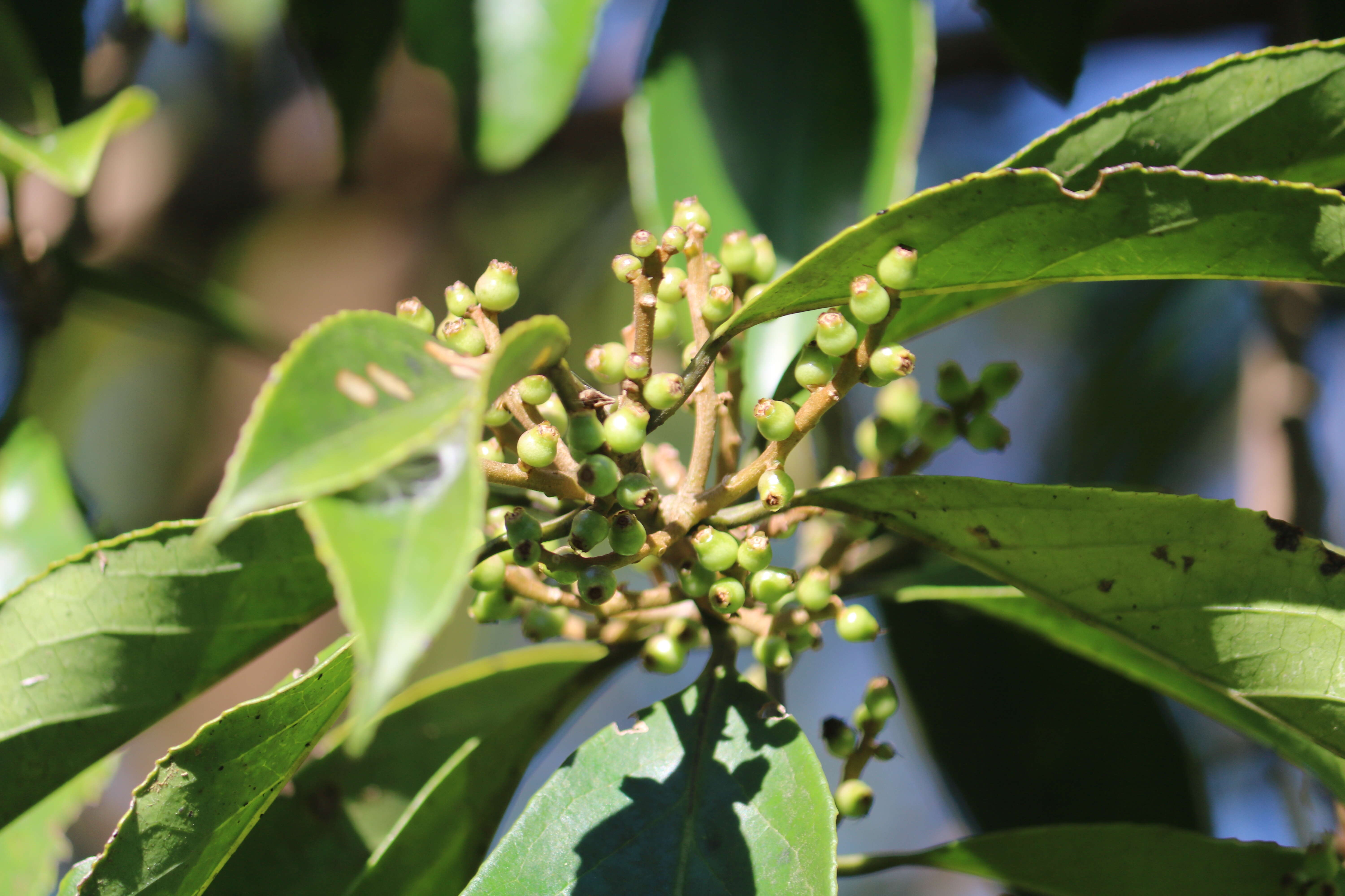 Image of Symplocos cochinchinensis (Lour.) Moore