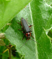 Image of Cantharis rustica