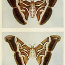 Image of Indian Eri silkmoth