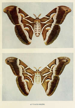 Image of Indian Eri silkmoth