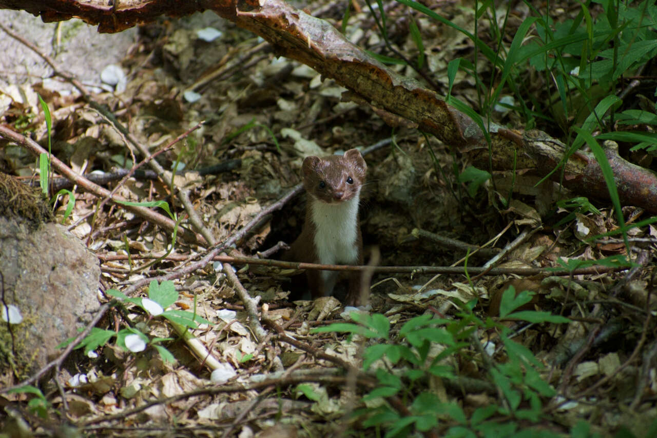 Image of least weasel