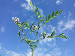 Image of Goat's rue