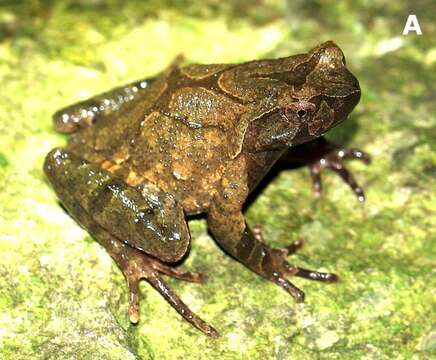 Image of Megophrys lini (Wang & Yang ex Wang, Zhao, Yang, Zhou, Chen & Liu 2014)