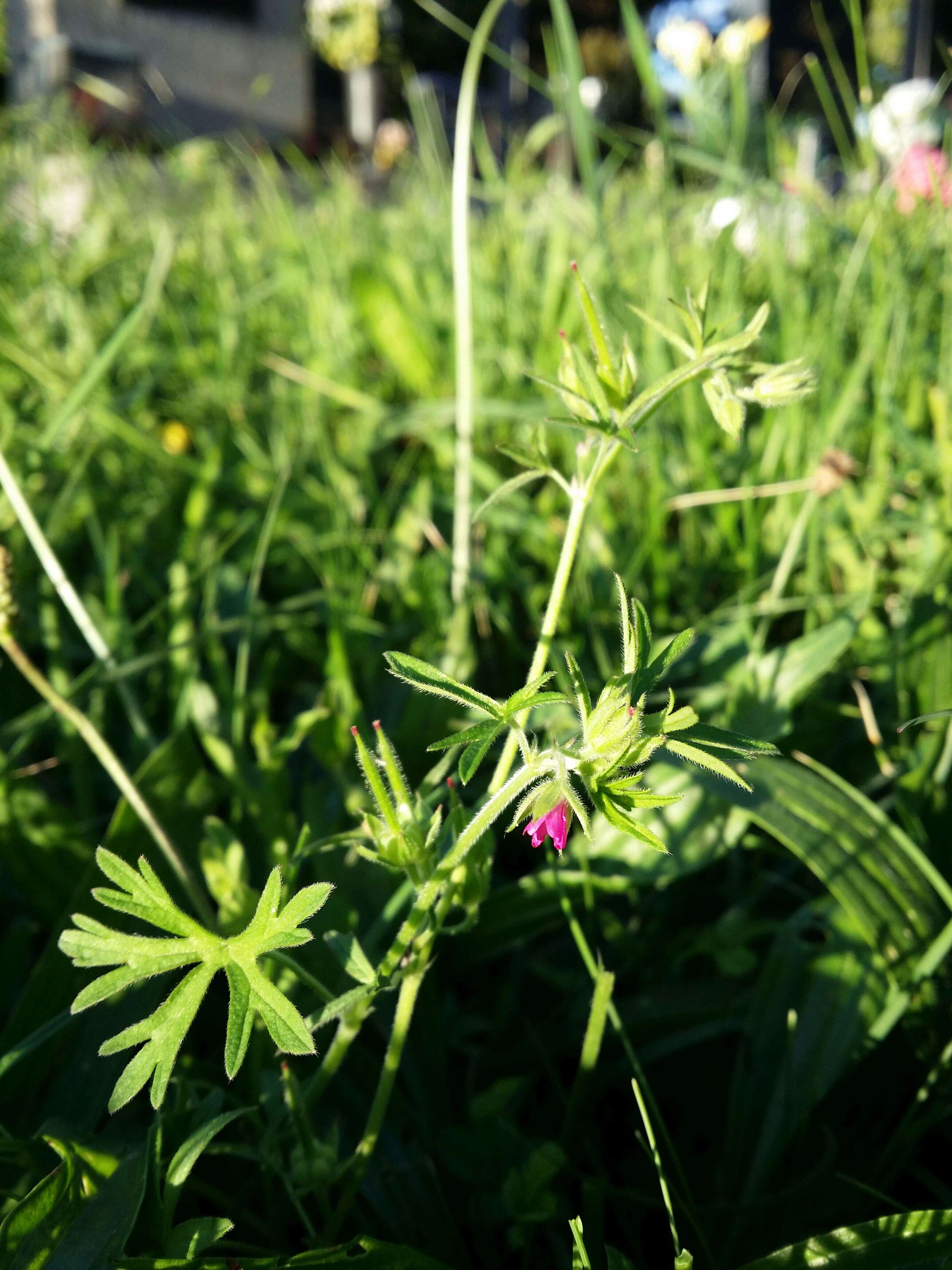 Image of cut-leaved cranesbill