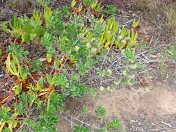 Plancia ëd Diospyros dichrophylla (Gand.) De Winter