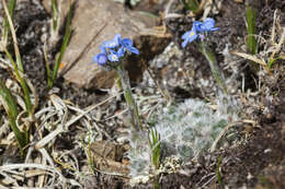 Imagem de Eritrichium nanum (L.) Gaudin