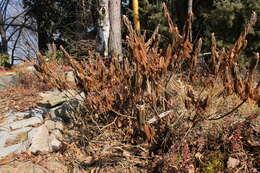 Imagem de Rhododendron tomentosum (Stokes) Harmaja