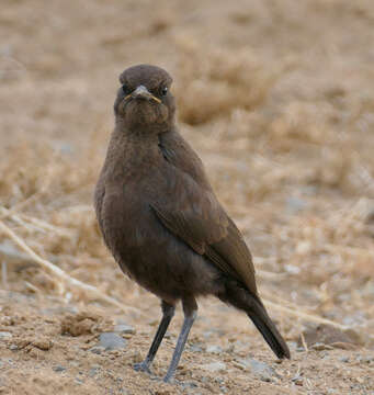 Image of Ant-eating Chat