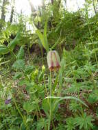 Image of Fritillaria pontica Wahlenb.