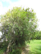 Image of Willow hakea