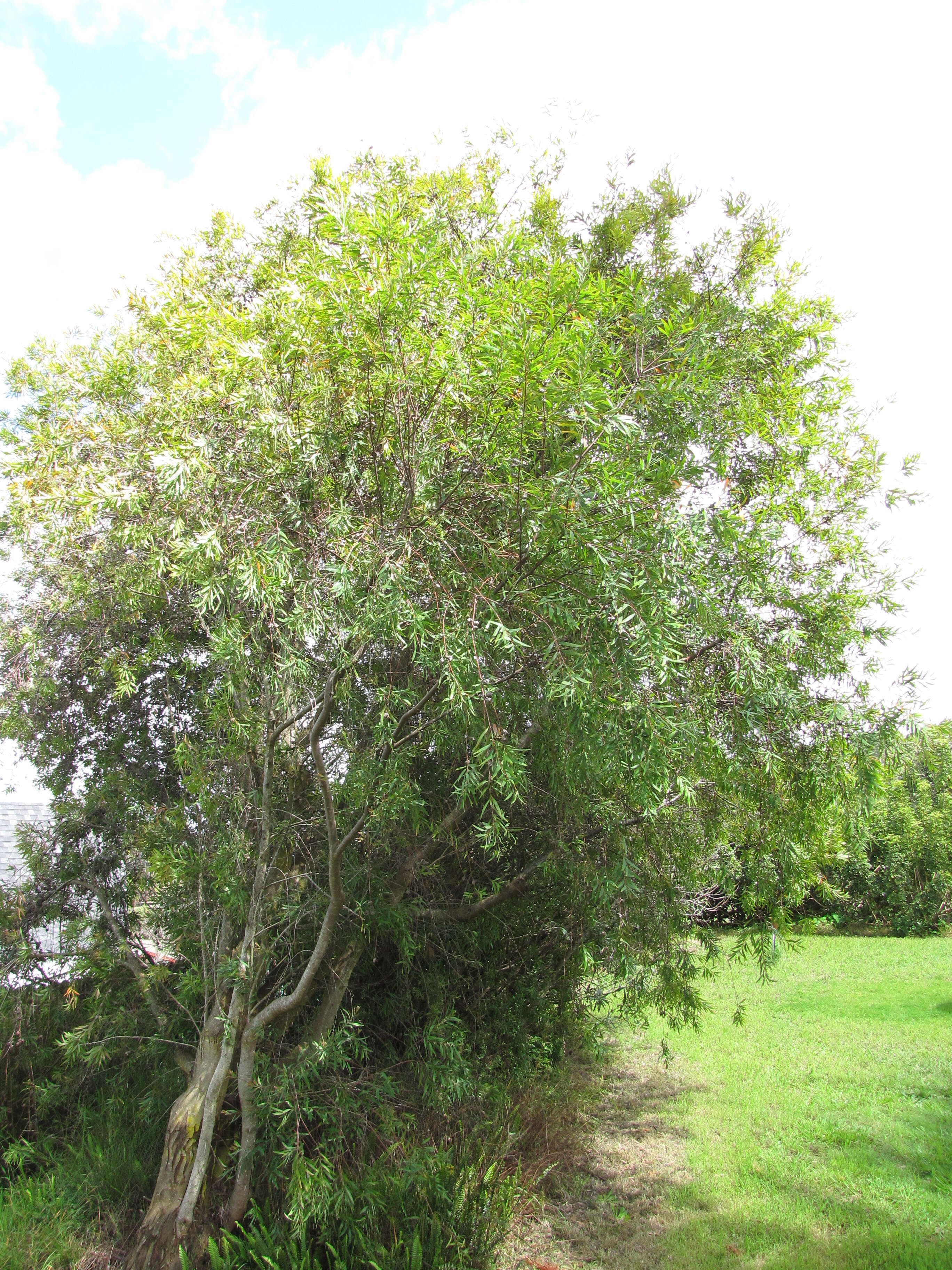 Image of Willow hakea