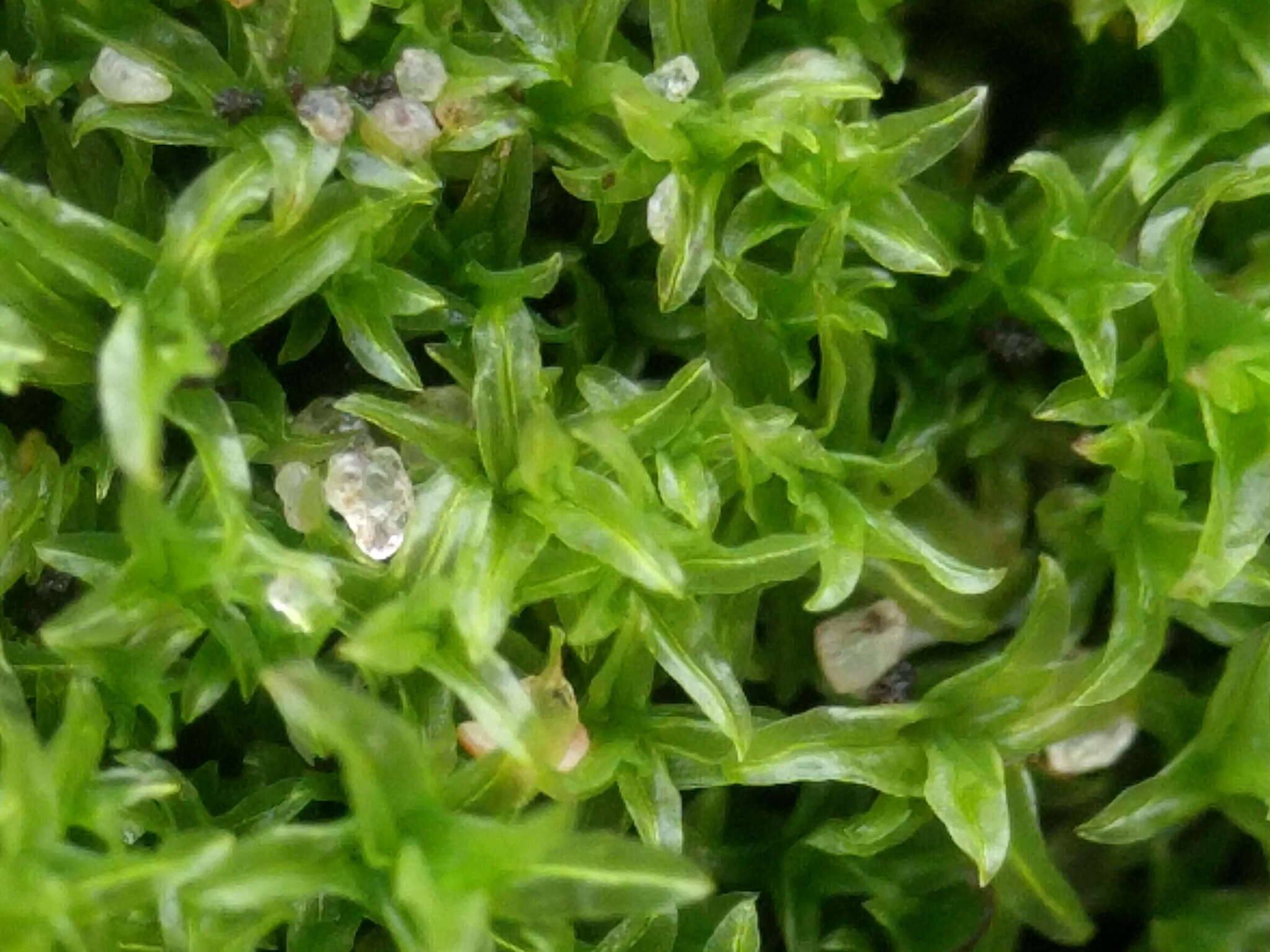 Image of barbula moss