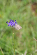 Image of Phyteuma orbiculare L.