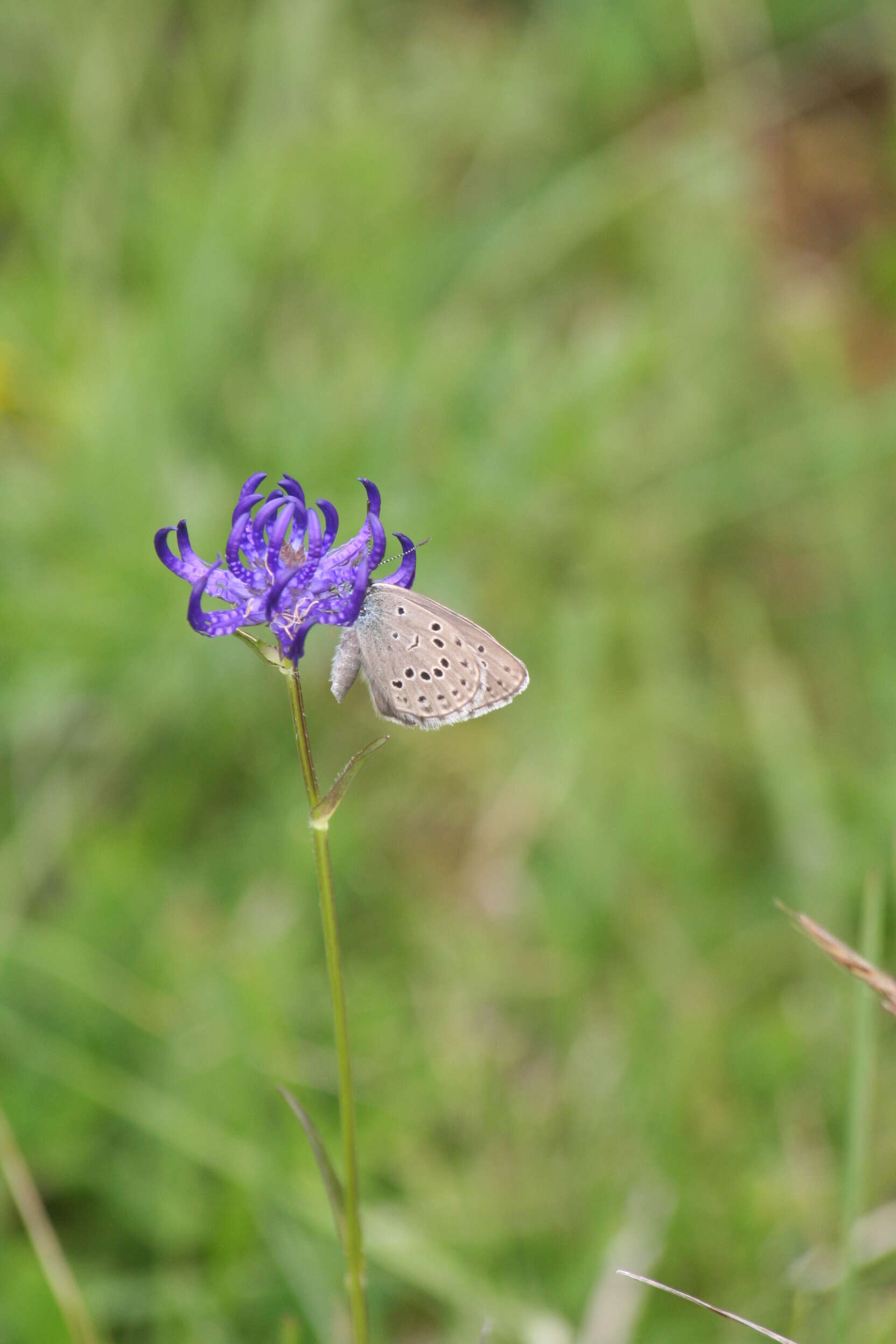 Image of Phyteuma orbiculare L.