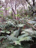 Image of alpine woodfern