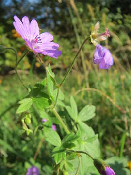 Image of hedgerow geranium