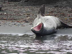 Image of leopard seal