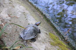 Image of slider turtle, red-eared terrapin, red-eared slider