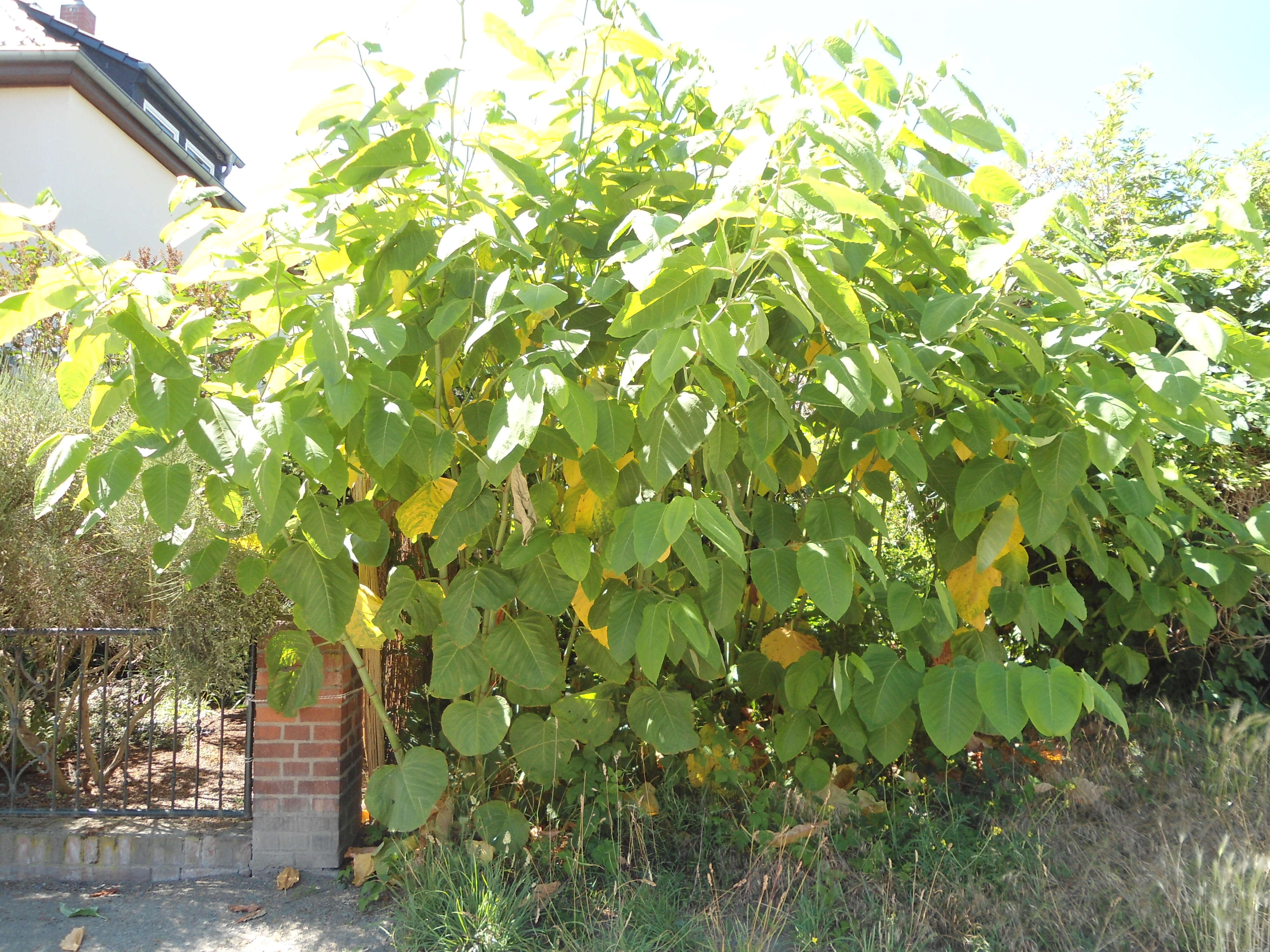 Plancia ëd Reynoutria sachalinensis (Friedrich Schmidt Petrop.) Nakai