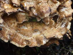 Image de Polypore géant