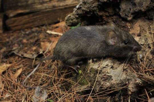 Image of Nelson's spiny pocket mouse