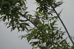 Image of European Goldfinch