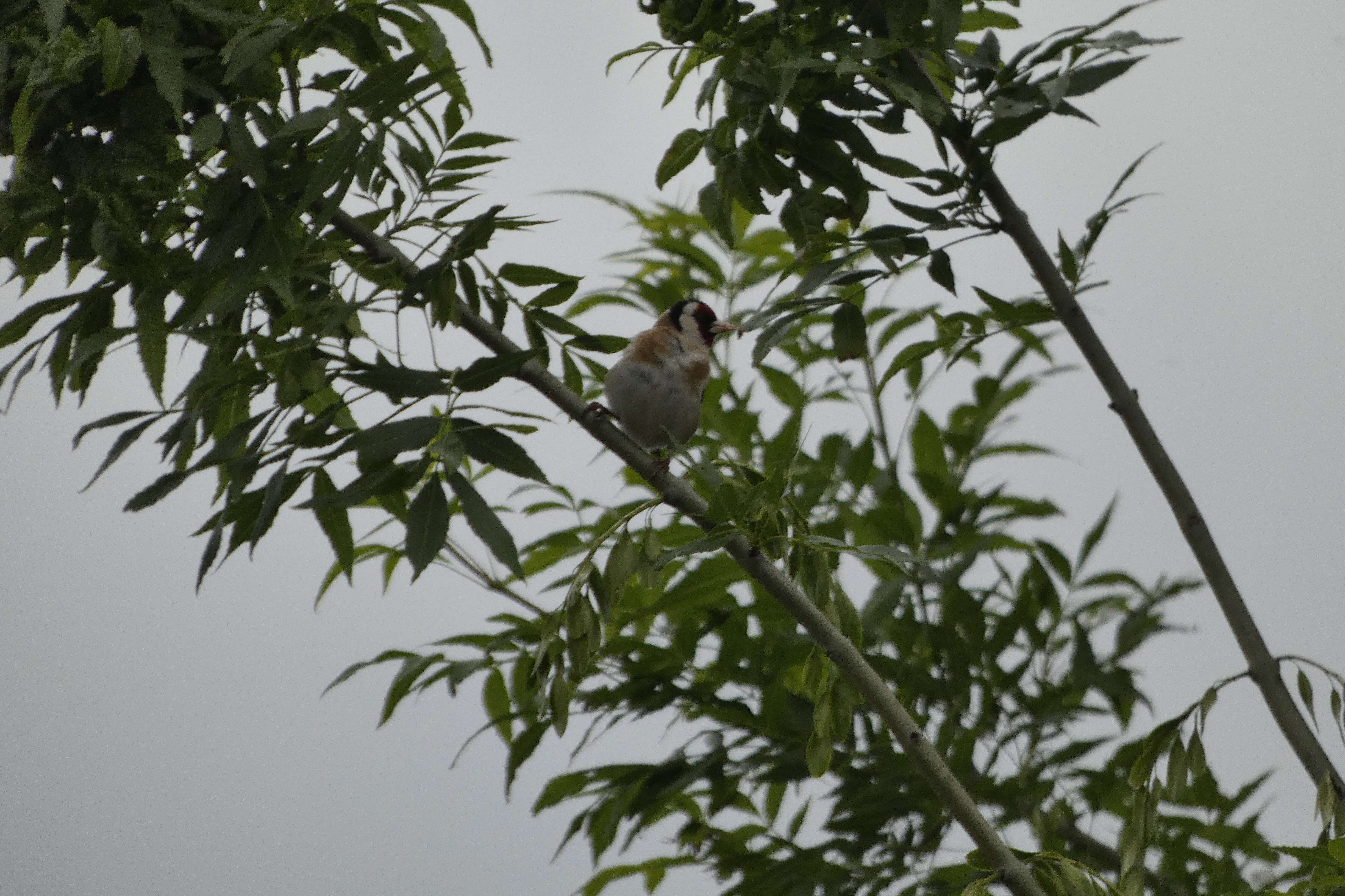 Image of European Goldfinch