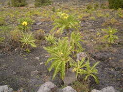 Image of Sonchus canariensis (Sch. Bip.) Boulos