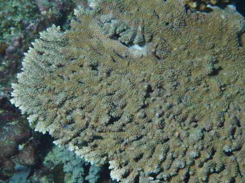 Image of Table coral