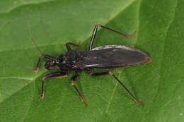 Image of Masked Hunter