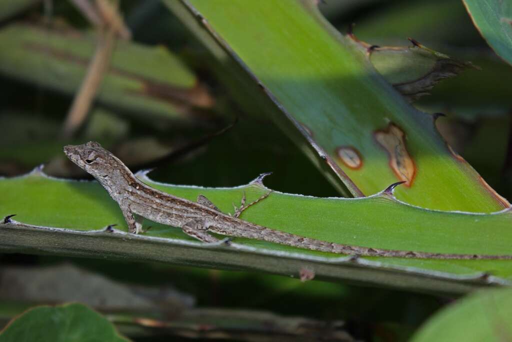 Image of Anolis jubar Schwartz 1968