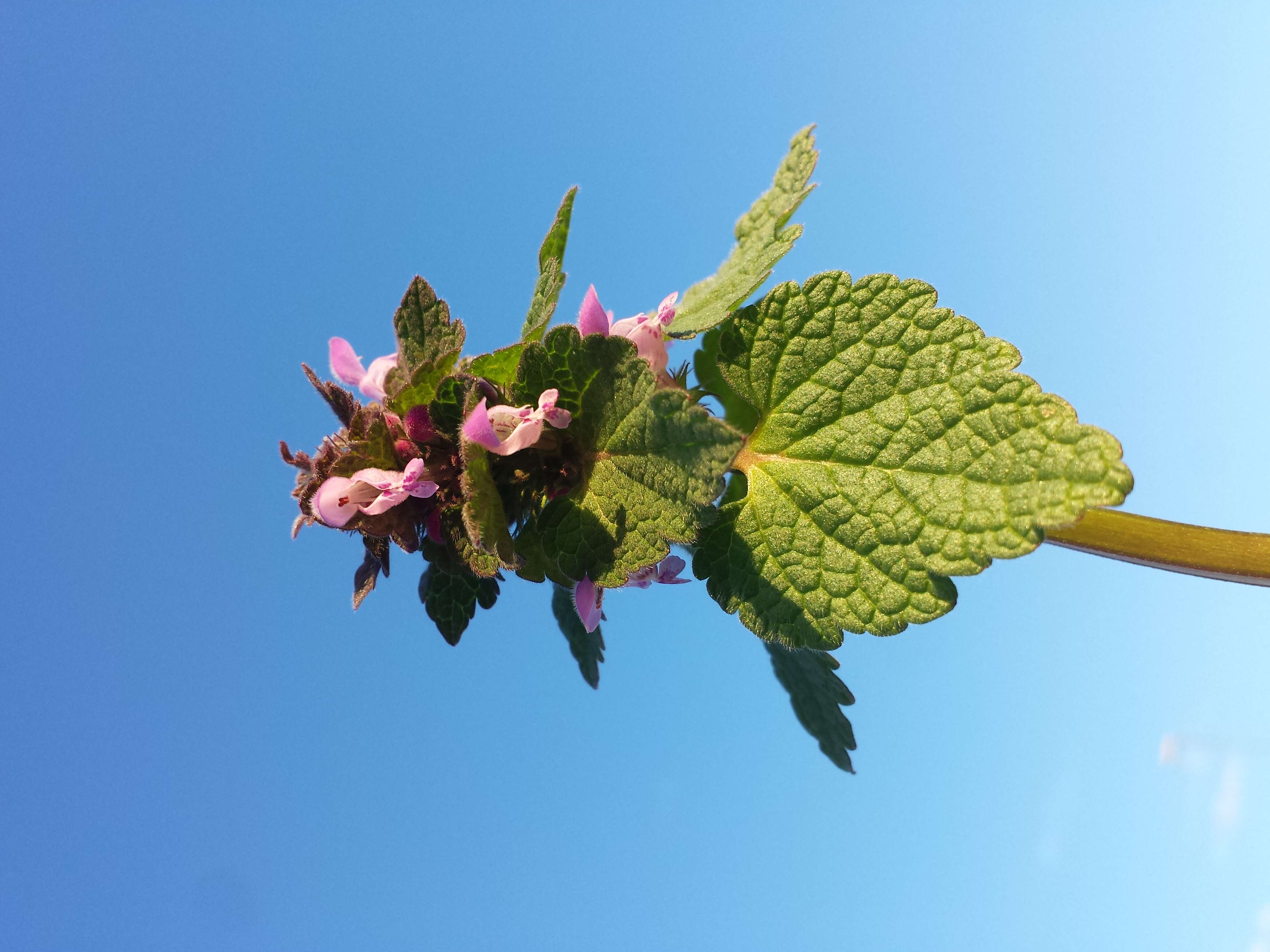 Image of purple archangel