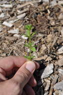 Plancia ëd Galium aparine L.