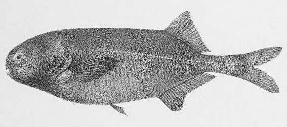 Image de Pollimyrus nigricans (Boulenger 1906)