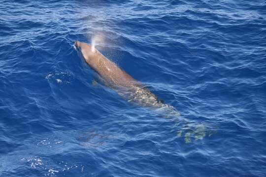 Image of Cuvier's Beaked Whale