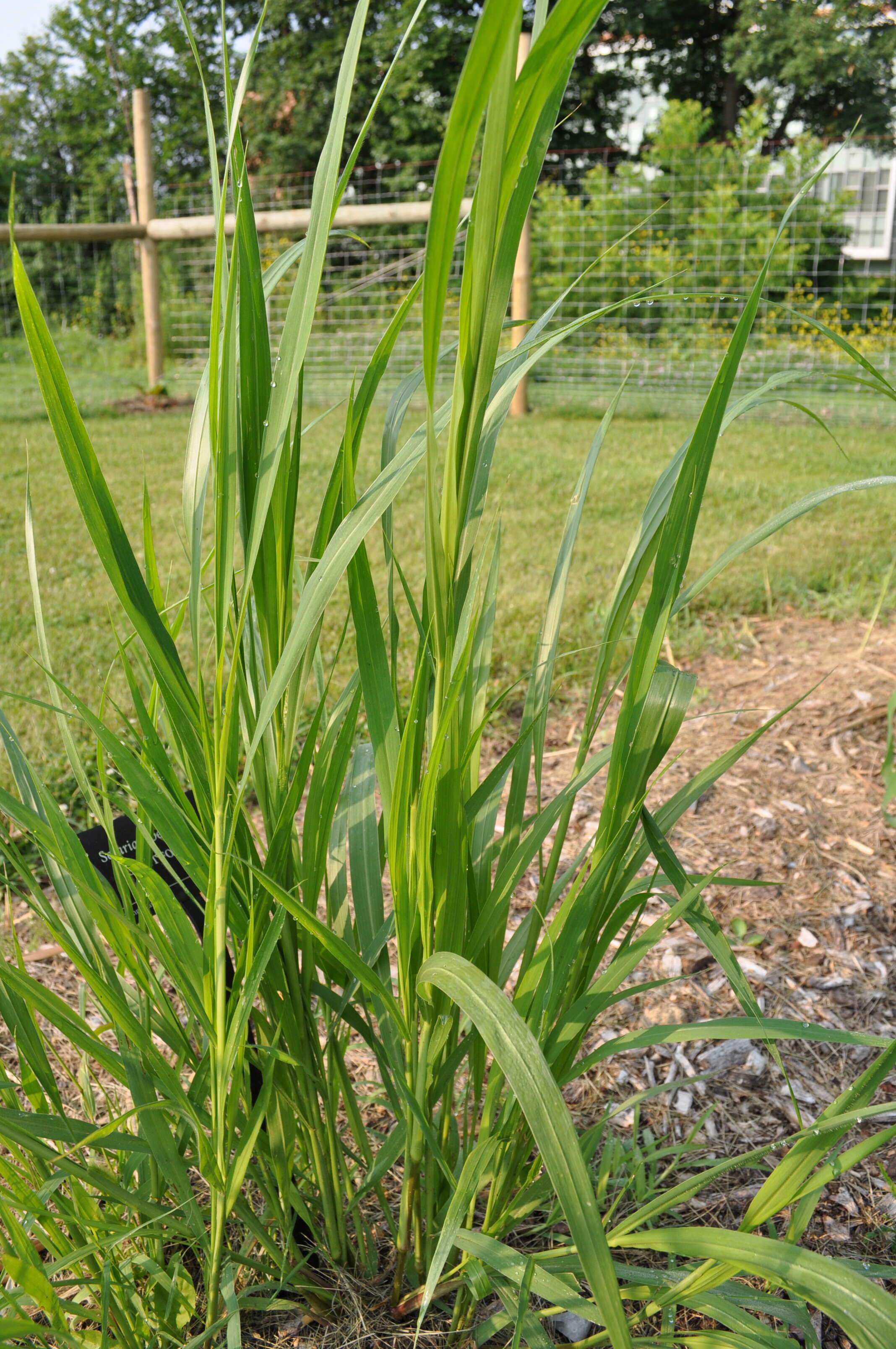 Imagem de Setaria viridis (L.) P. Beauv.