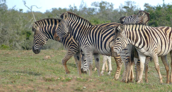 Image of Burchell's zebra