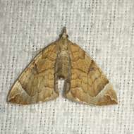 Image of Chevron Moth