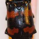 صورة Nicrophorus (Nicrophorus) mongolicus (Shchegoleva-Barovskaya 1933)